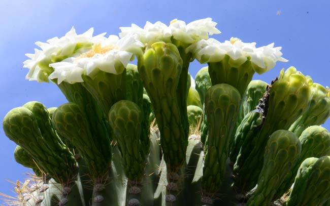 Saguaro flowers may completely cover the top of the main stem and several of the arms. The ripe fruits provide food wildlife and humans. Carnegiea gigantea